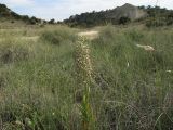 Himantoglossum hircinum. Цветущее растение. Испания, Наварра, биосферный заповедник Bardenas Reales, урочище Vedado de Eguaras. 26 мая 2012 г.