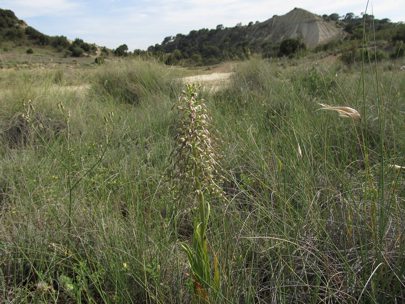 Image of Himantoglossum hircinum specimen.