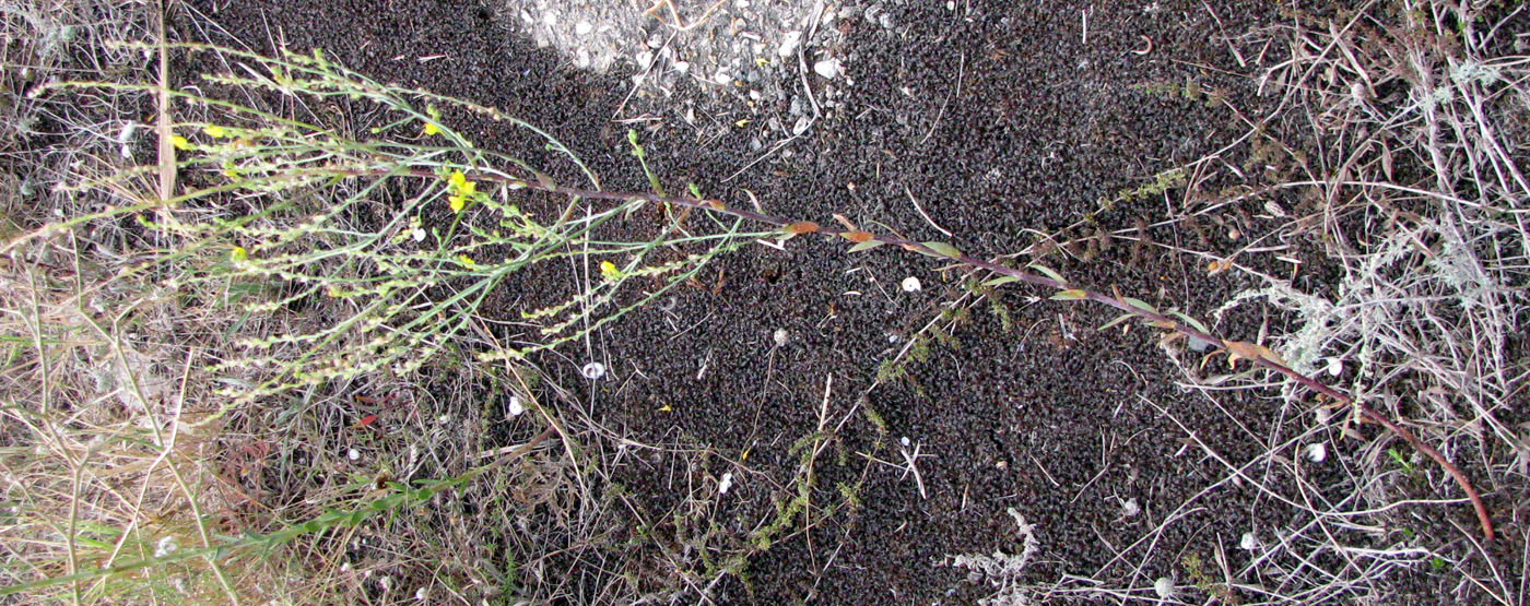 Image of Linaria genistifolia specimen.