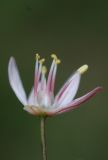 Image of taxon representative. Author is Владимир Эпиктетов