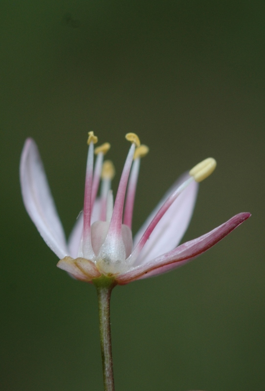 Image of Allium trachyscordum specimen.