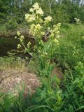 Thalictrum flavum