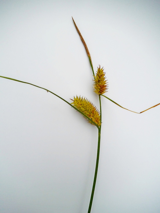 Image of Carex vesicaria specimen.