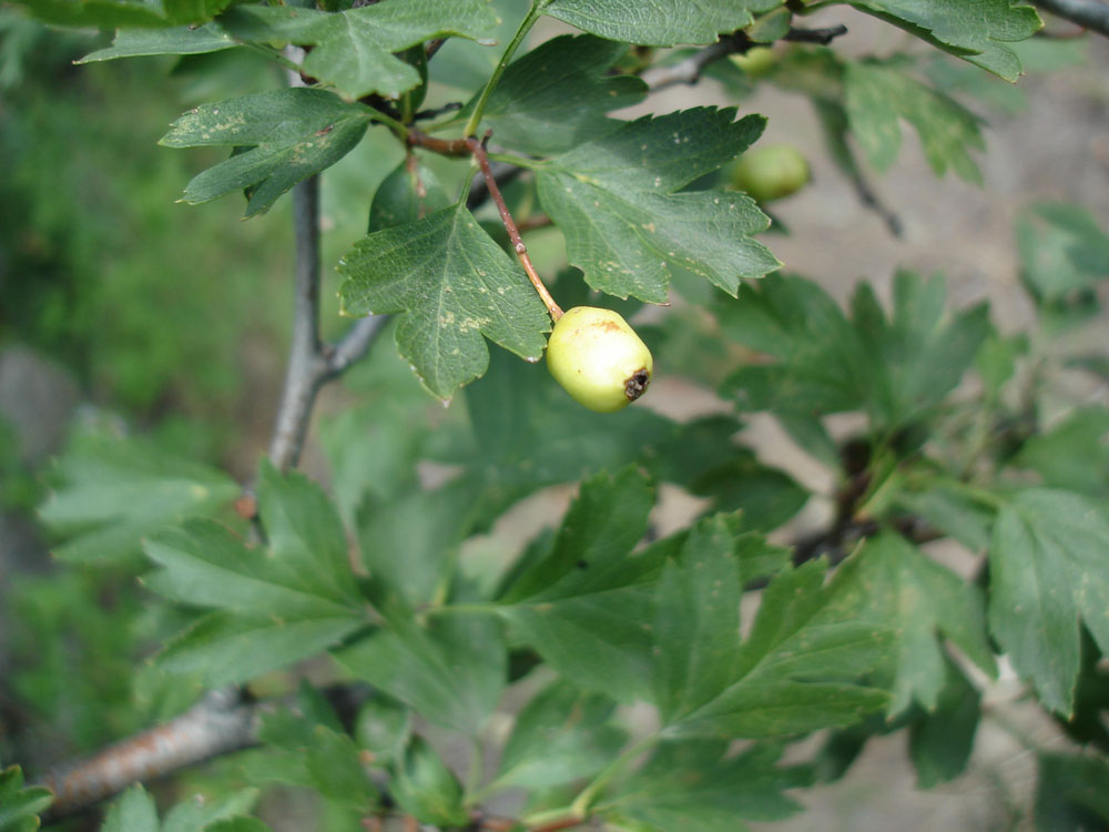 Изображение особи род Crataegus.