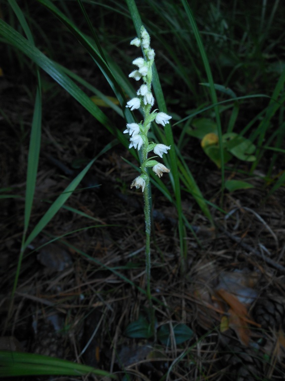 Изображение особи Goodyera repens.