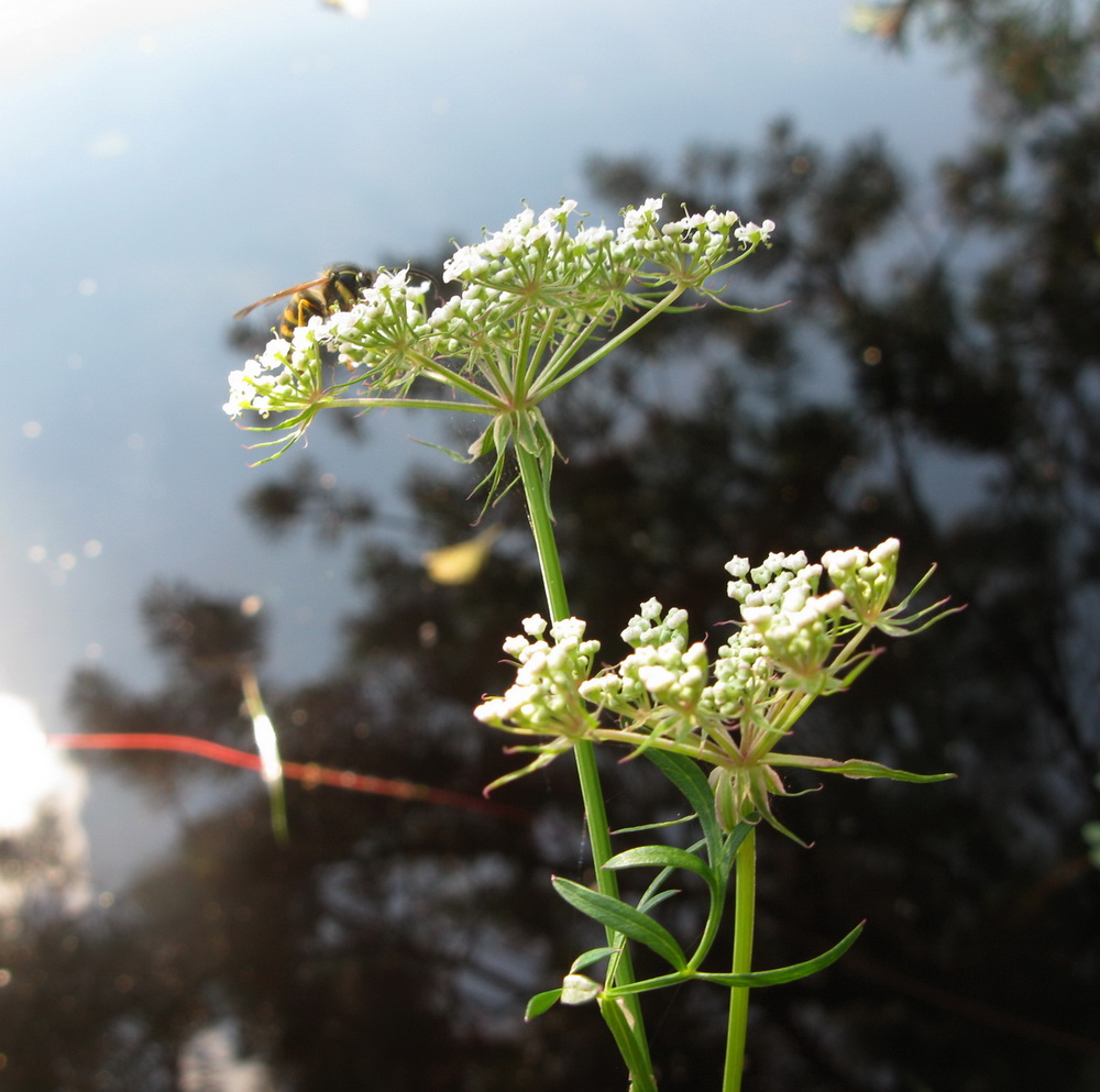 Изображение особи Thyselium palustre.