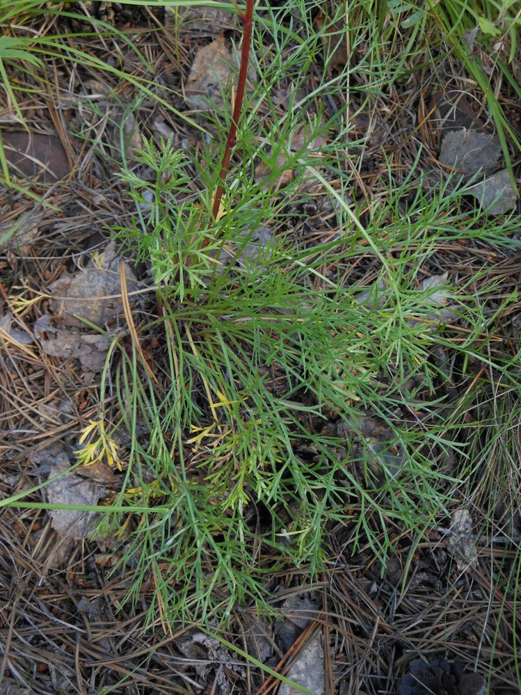 Изображение особи Artemisia commutata.