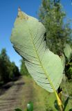 Salix phylicifolia