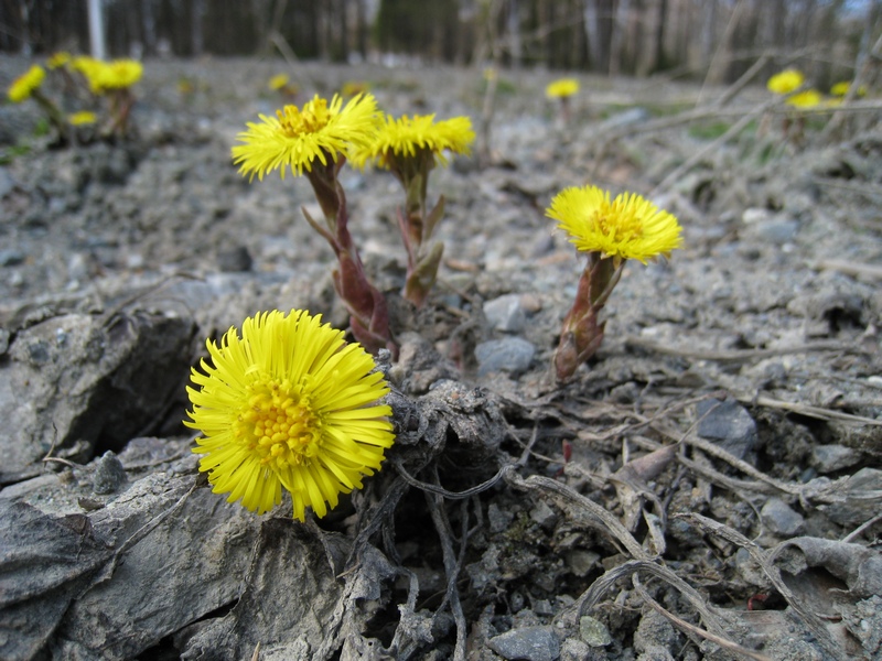 Image of Tussilago farfara specimen.