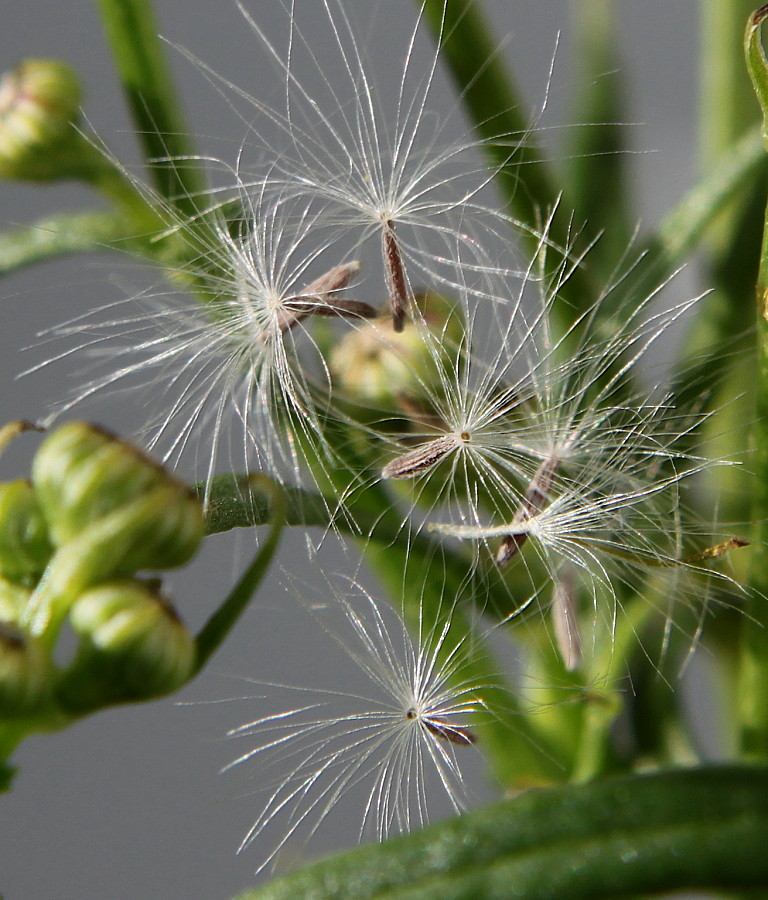 Image of Senecio inaequidens specimen.