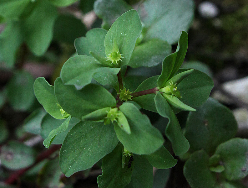 Изображение особи Euphorbia peplus.