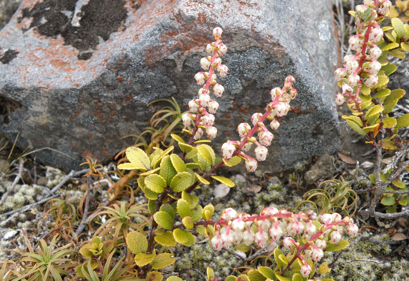 Image of Gaultheria colensoi specimen.