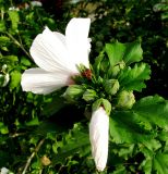 Hibiscus syriacus. Верхушка побега с цветками, бутонами и клопом-солдатиком. Венгрия, г. Будапешт, городской парк Варошлигет, территория замка Вайдахуняд. 01.09.2012.