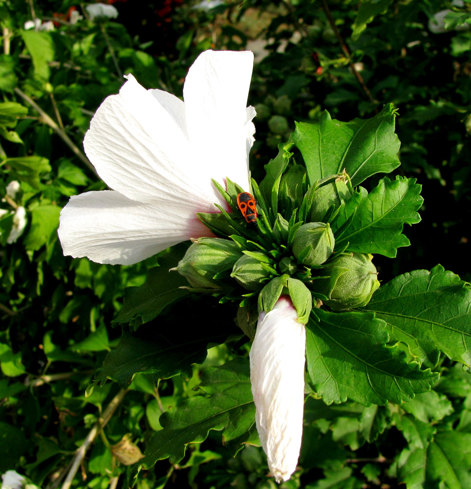 Изображение особи Hibiscus syriacus.