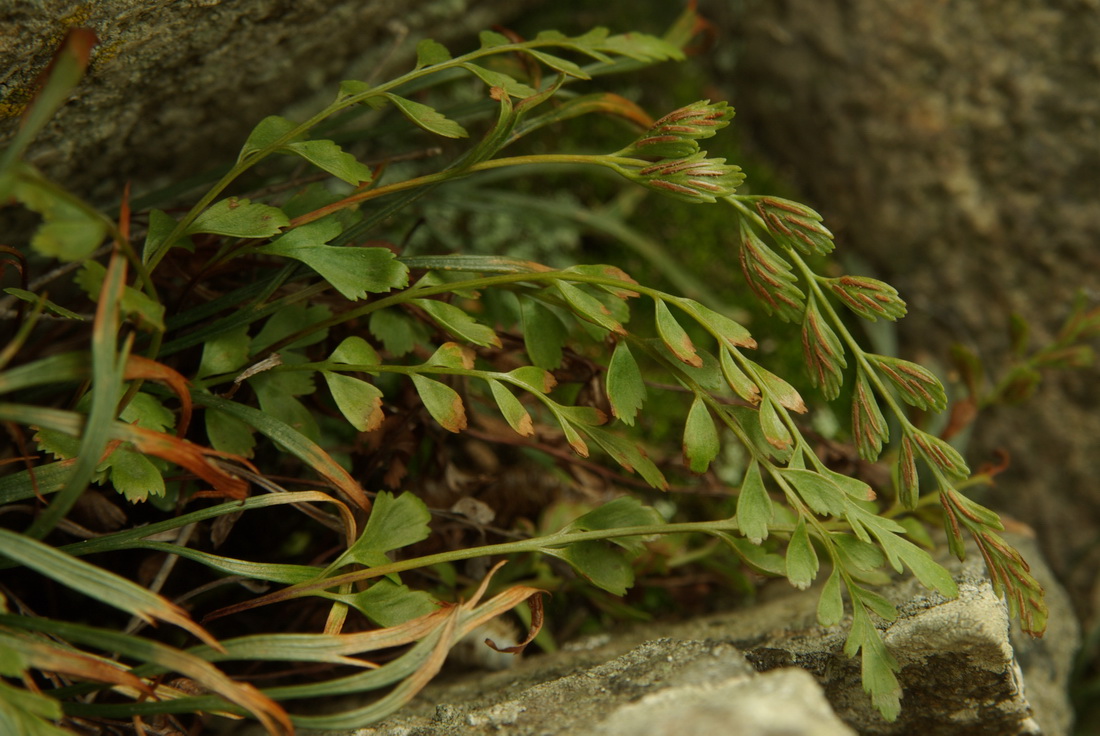 Image of Asplenium &times; heufleri specimen.