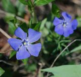 Vinca minor