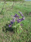 Pulsatilla patens