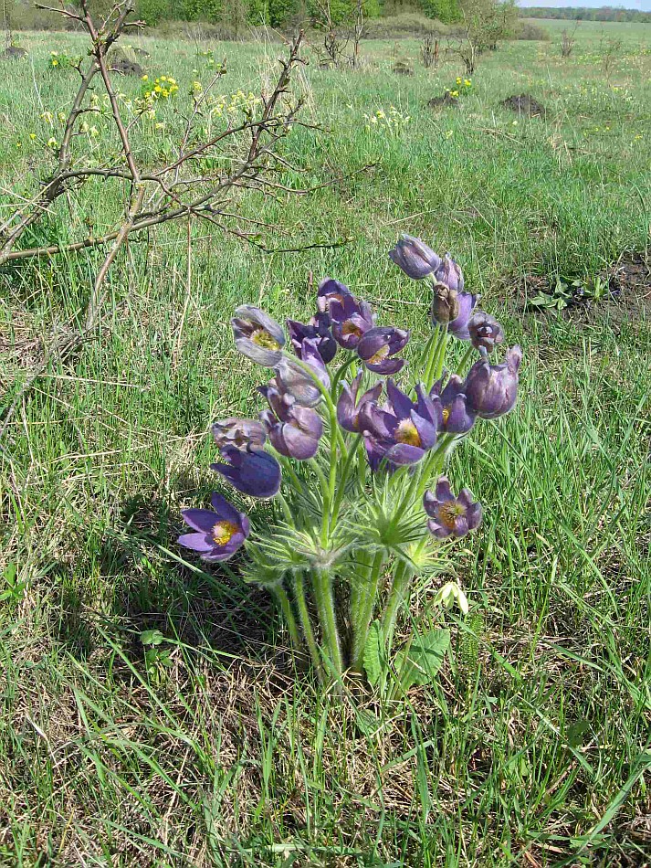 Image of Pulsatilla patens specimen.