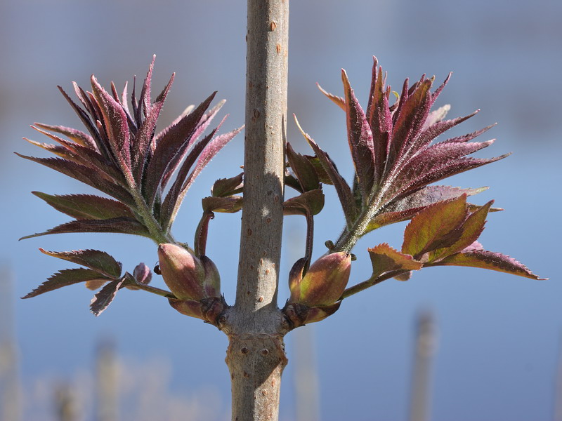 Изображение особи Sambucus sibirica.