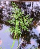 Thyselium palustre. Лист. Ленинградская обл., окр. пос. Комарово. 25 августа 2012 г.