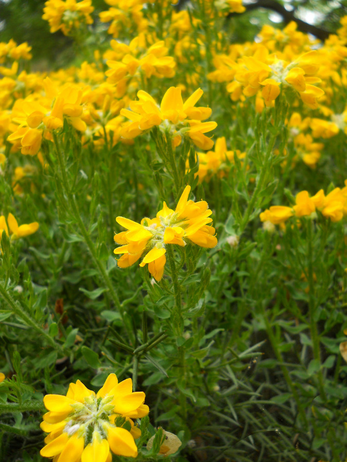 Image of Genista hispanica specimen.