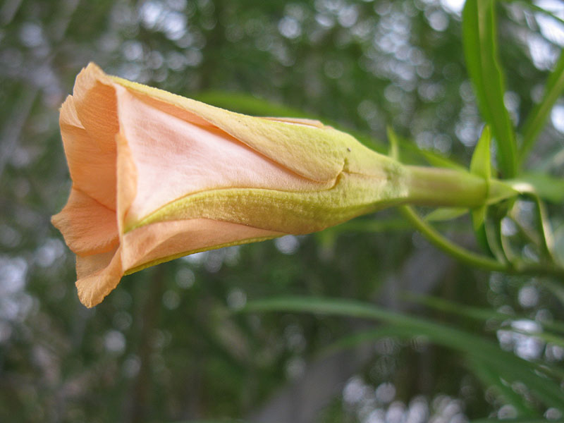 Image of Thevetia peruviana specimen.