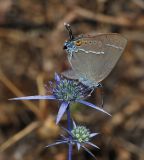 Eryngium creticum. Соцветие с кормящейся Satyrium spini. Israel, Upper Galilee, Mount Meron. 10.07.2011.