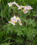 Anemonastrum fasciculatum