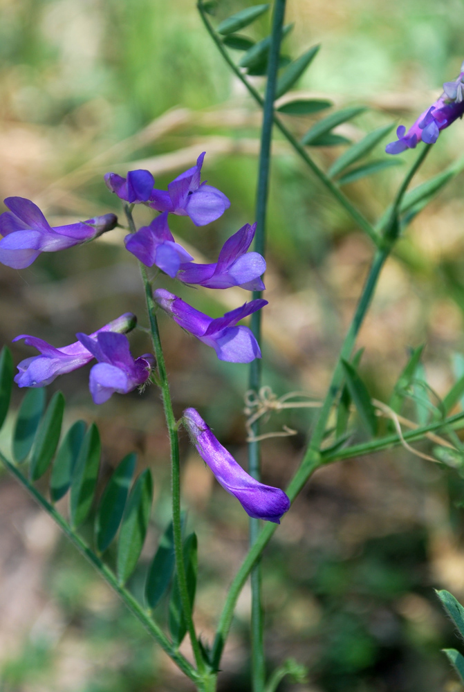 Изображение особи Vicia tenuifolia.