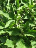 Euonymus europaeus