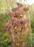 Cirsium setosum