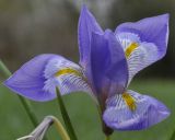 Iris подвид carica