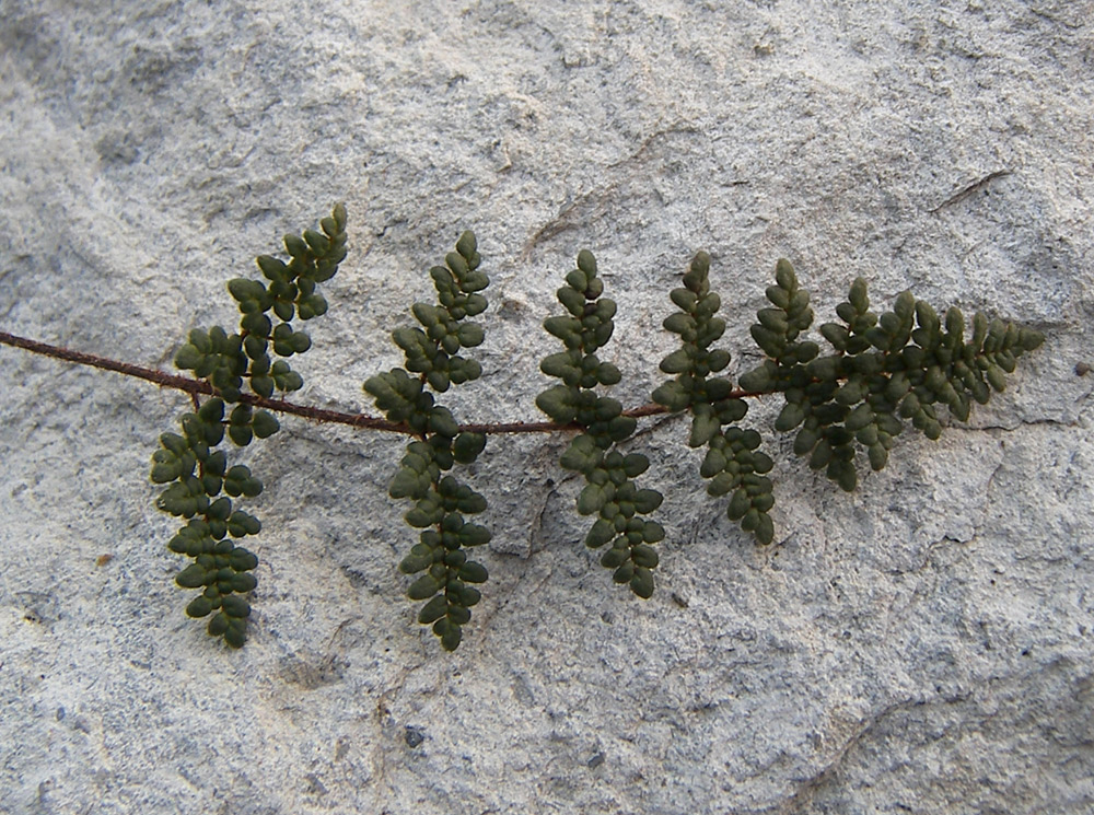 Изображение особи Oeosporangium persicum.