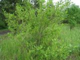 Euonymus europaeus