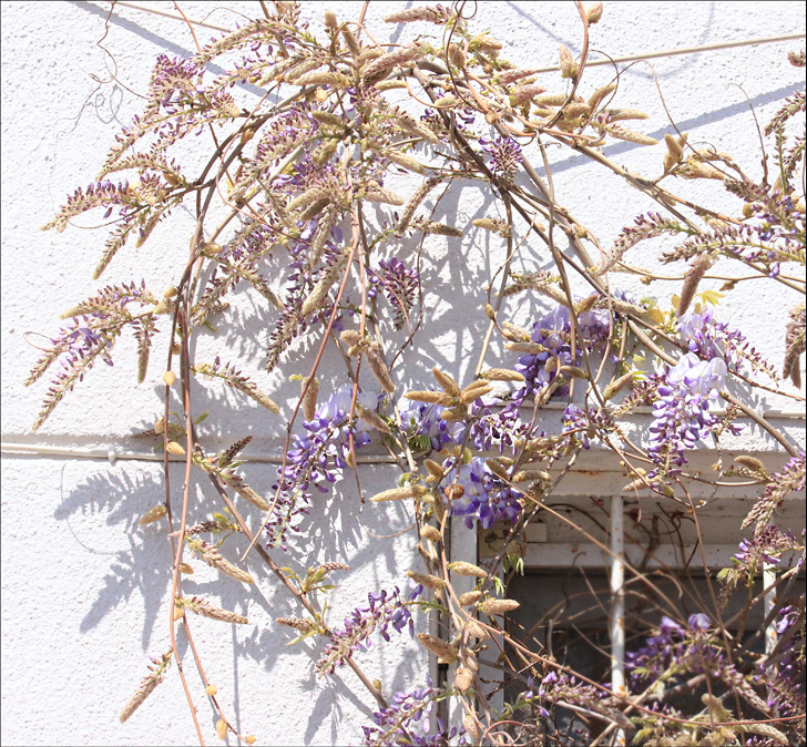 Image of Wisteria sinensis specimen.