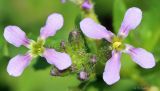 Chorispora tenella