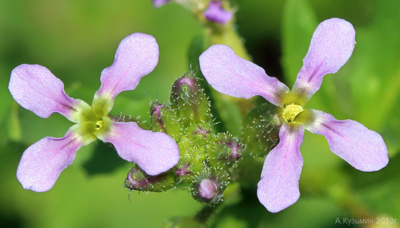 Image of Chorispora tenella specimen.