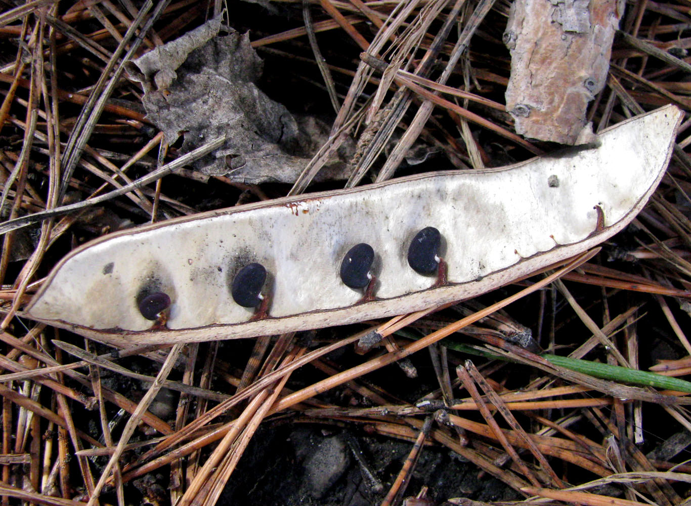 Image of Robinia pseudoacacia specimen.