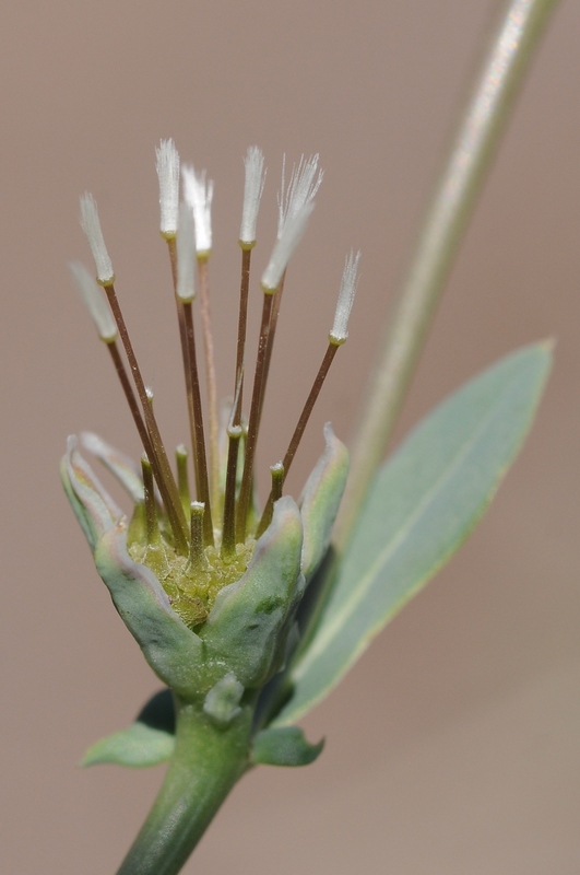 Изображение особи Heteracia szovitsii.