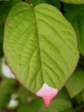 Image of taxon representative. Author is Валерий Куделя