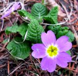 Primula vulgaris. Цветок. Ставропольский край, г. Кисловодск, территория санатория им. Горького. 23.03.2013.