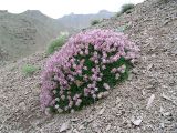 Astragalus hohenackeri