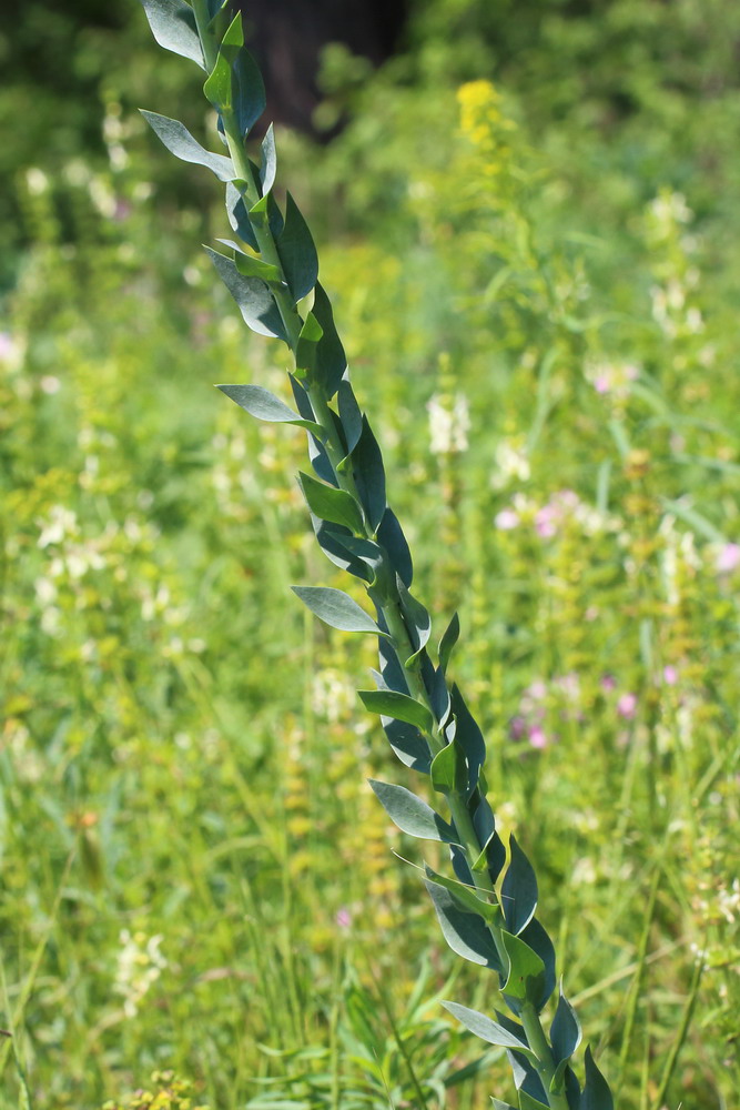 Image of Linaria genistifolia specimen.