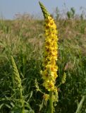 Verbascum nigrum