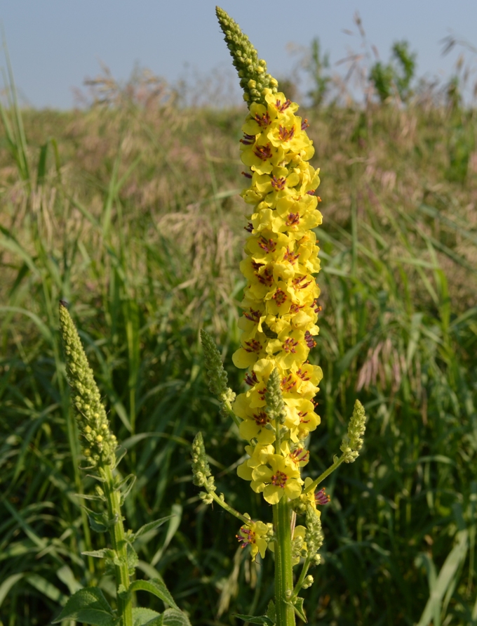 Изображение особи Verbascum nigrum.