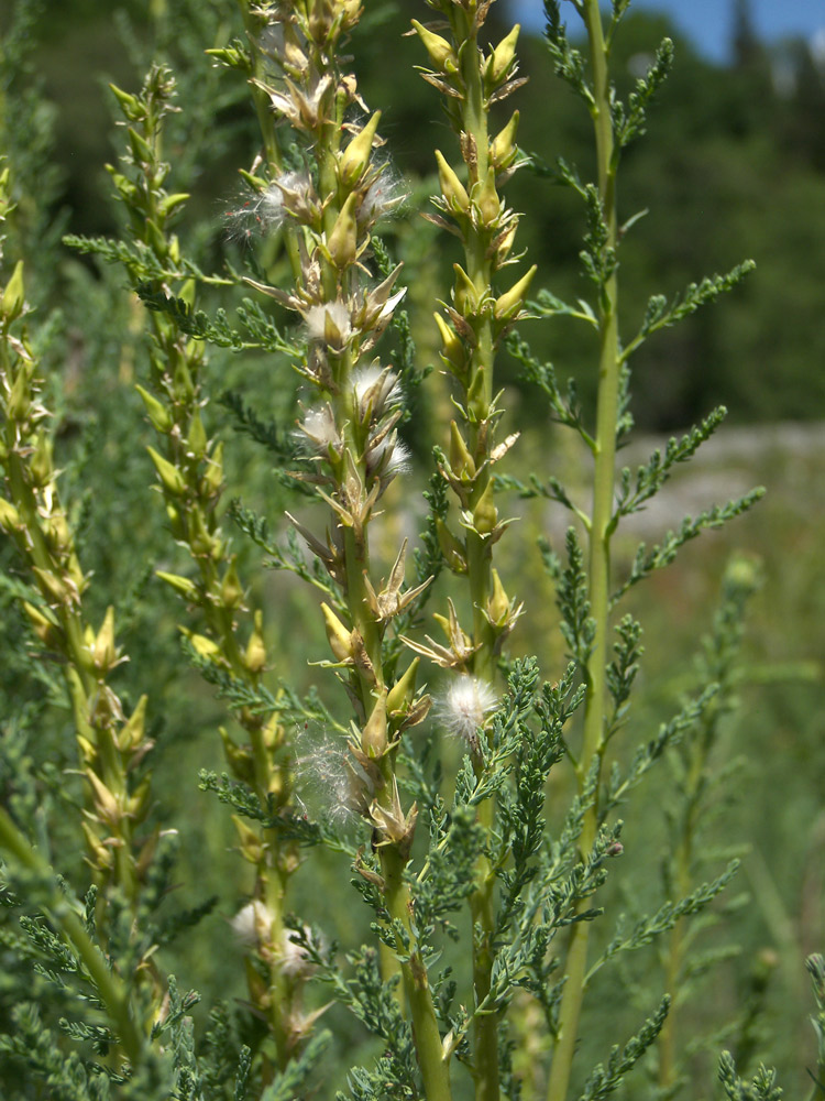 Image of Myricaria bracteata specimen.