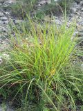 Bothriochloa ischaemum. Вегетирующее растение. Краснодарский край, Новороссийский р-н, окр. пос. Абрау-Дюрсо, можжевеловое редколесье. 10.07.2013.