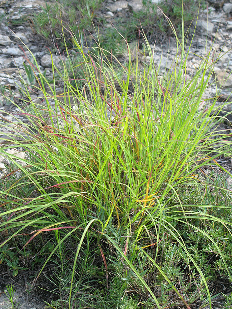 Image of Bothriochloa ischaemum specimen.