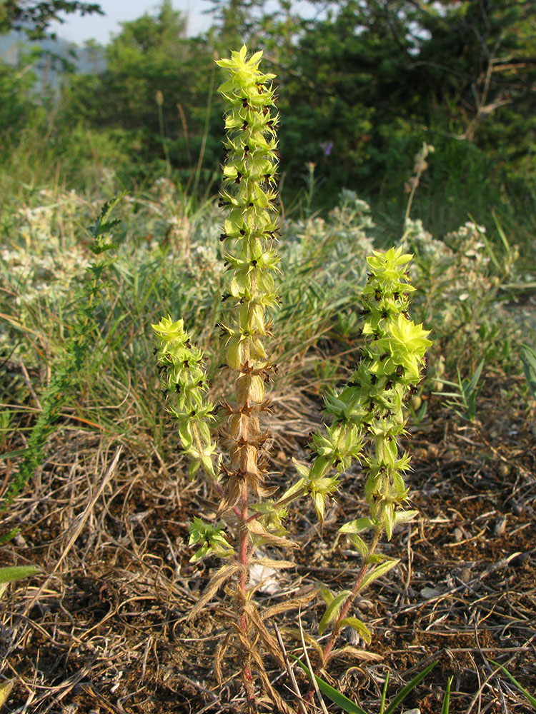 Image of Sideritis montana specimen.