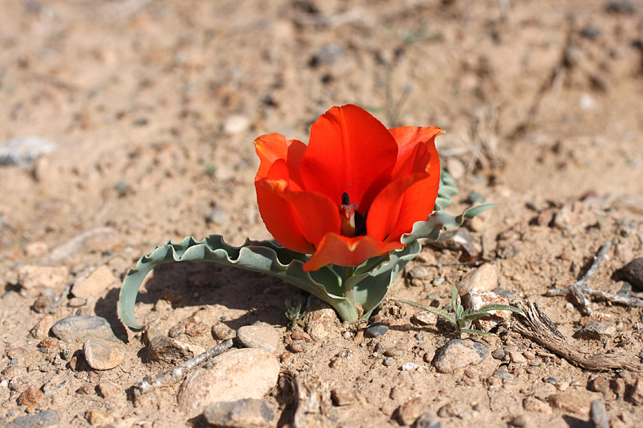 Image of Tulipa borszczowii specimen.